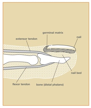 Image related to Nail Bed Injuries | Hand Injuries Houston TX